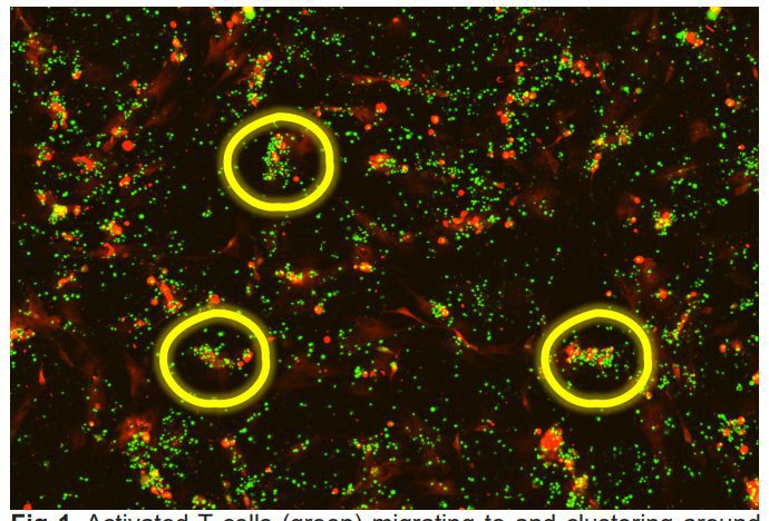 ELIAS Activated T Cells Working