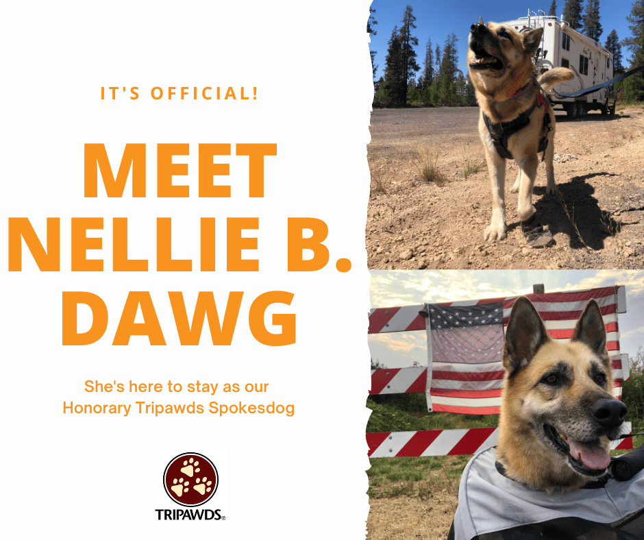 Honorary Tripawd Spokesdog Nellie