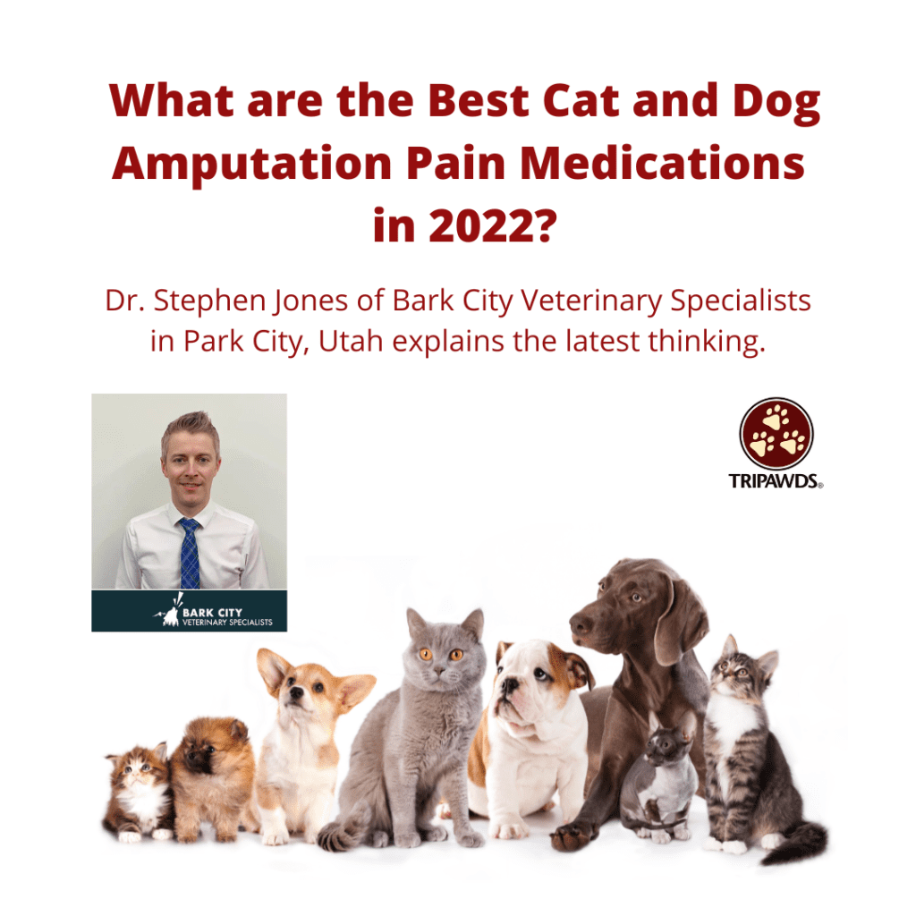 best cat and dog amputation pain medication experts
