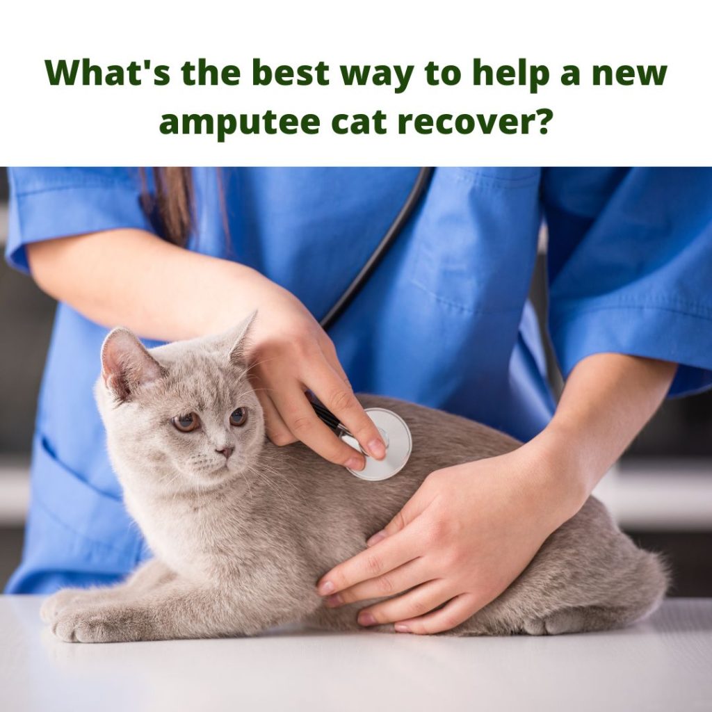 help new amputee cats recover