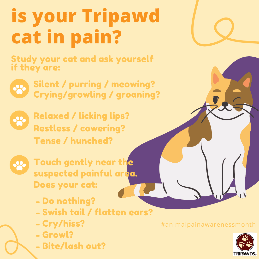 Is My Tripawd Cat or Dog in Pain? - Tripawds