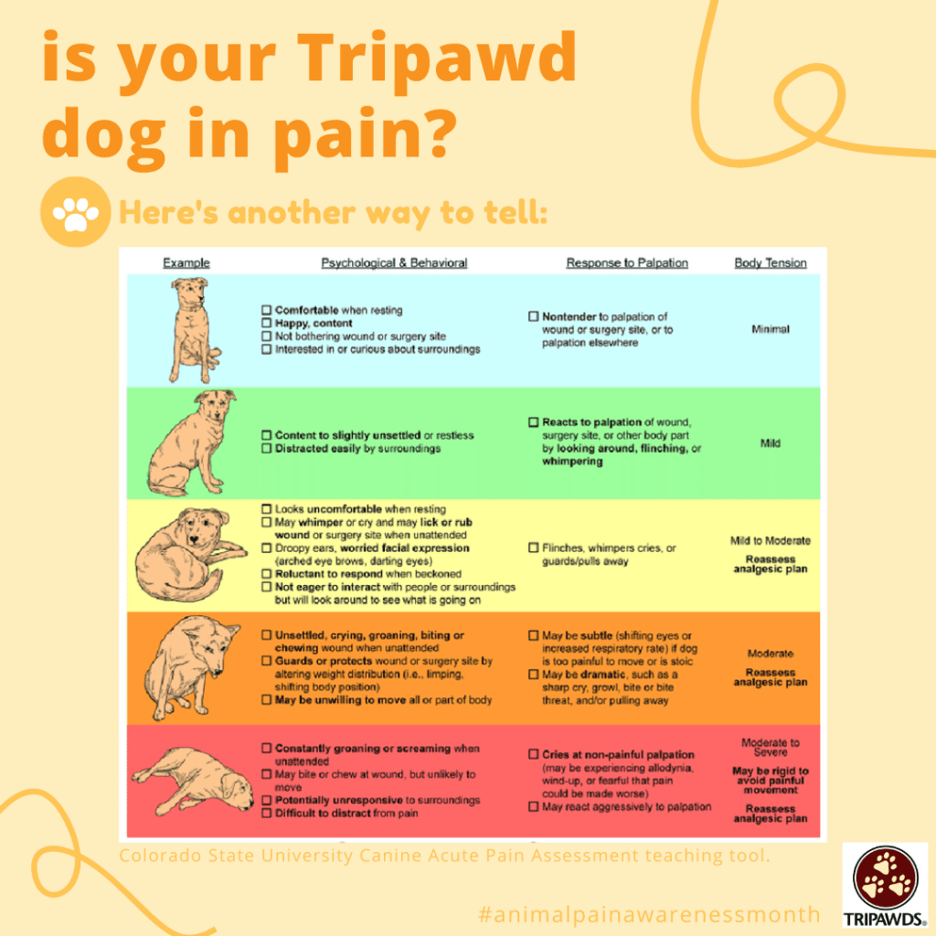 Is My Tripawd Cat Or Dog In Pain? - Tripawds