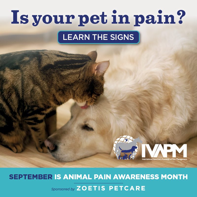Is my Tripawd cat or dog in pain?