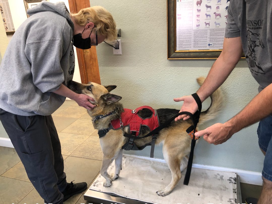 amputee dog weight loss check amputee dog weight loss check