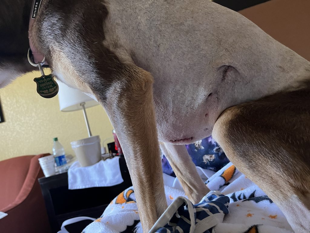 thorascopy incision in three legged dog Whiskey thorascopy incision in three legged dog Whiskey