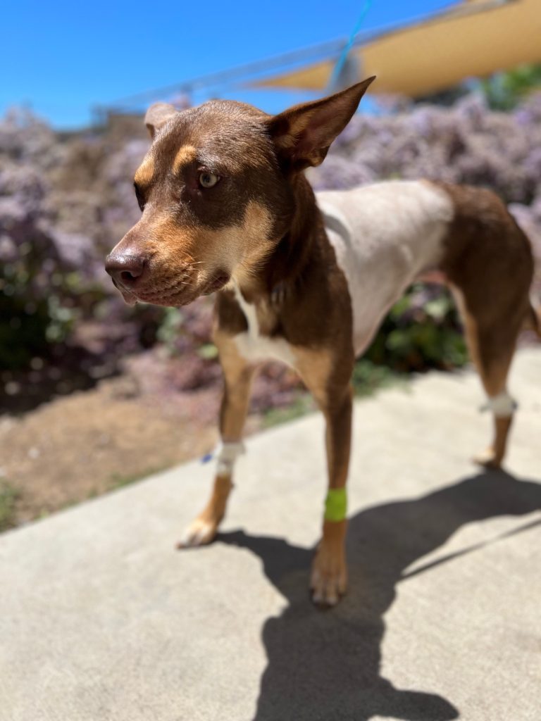 Whiskey the Tripawd dog after thorascopy to remove lung metastasis. Whiskey the Tripawd dog after thorascopy to remove lung metastasis.