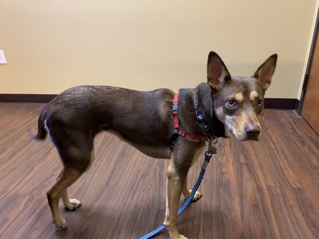 puppy Whiskey with osteosarcoma puppy Whiskey with osteosarcoma