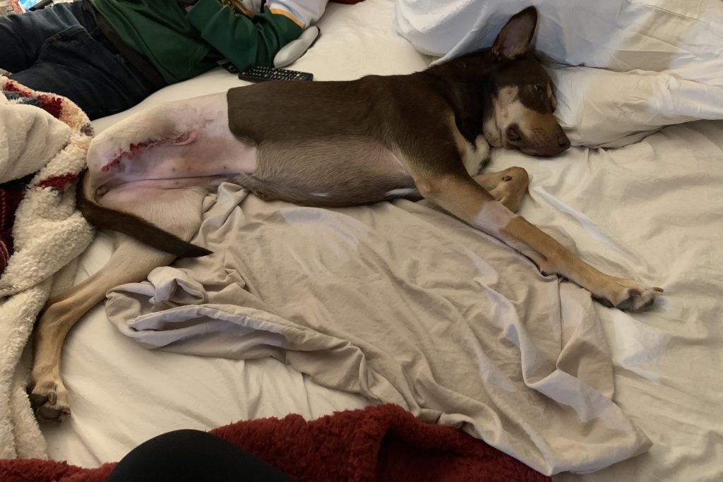 Whiskey the Tripawd dog after amputation surgery. Whiskey the Tripawd dog after amputation surgery.
