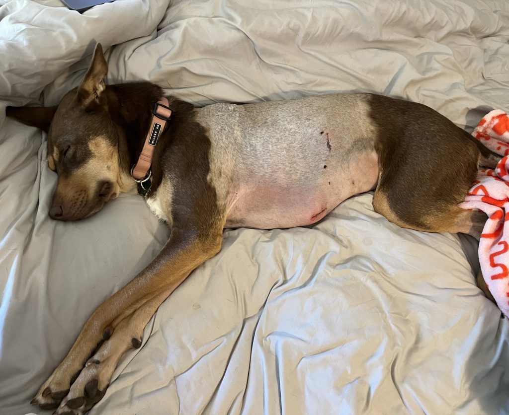 Whiskey after thoracoscopy for lung metastasis in dogs. Whiskey after thoracoscopy for lung metastasis in dogs.