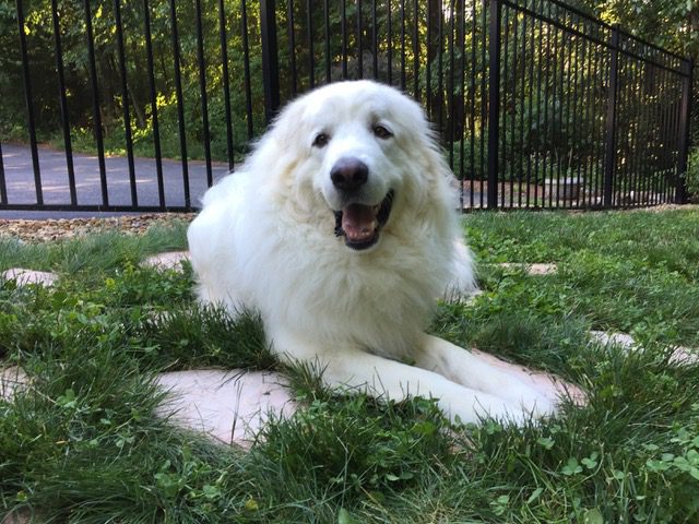 Giant breed Pyrenees Tripawd Sheldon Giant breed Pyrenees Tripawd Sheldon