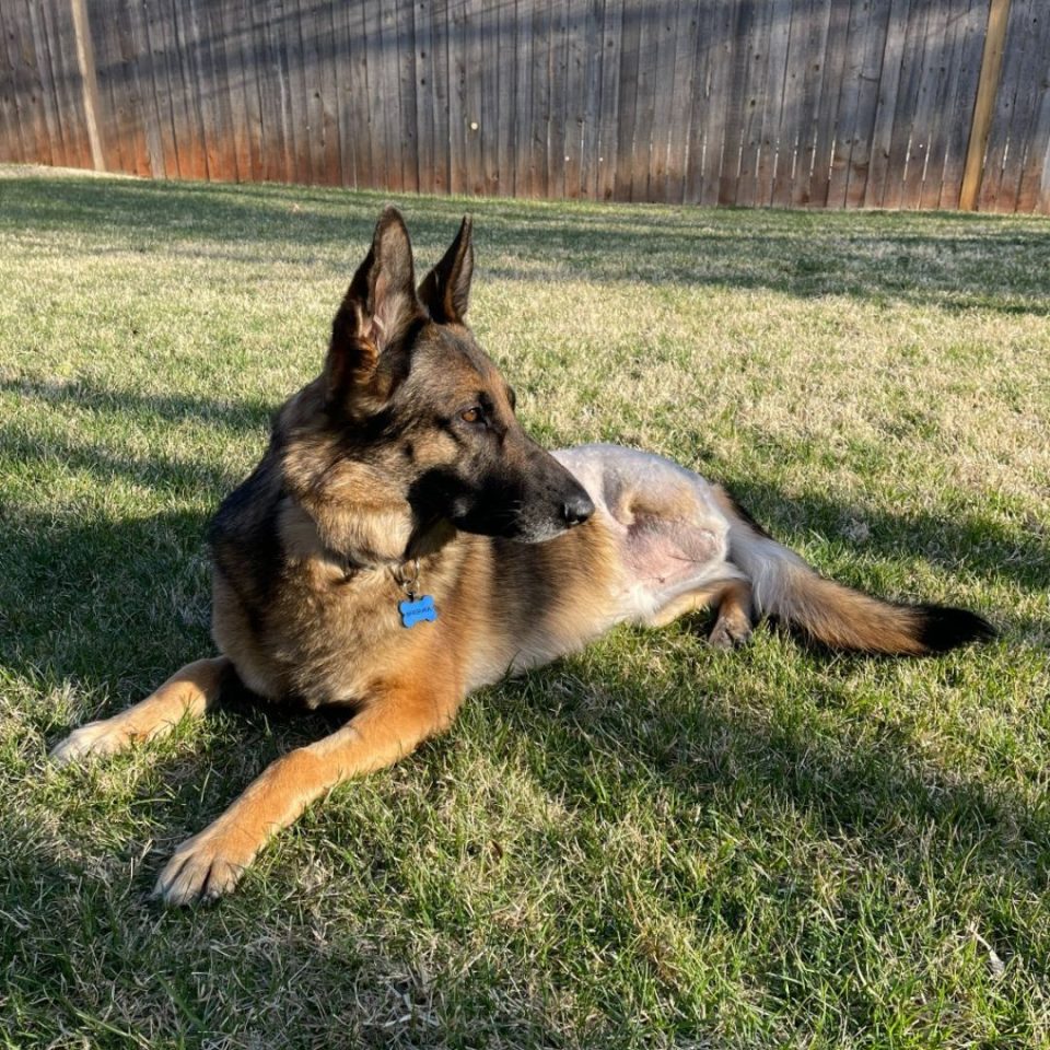 Tripawd Tuesday Brishka's love story