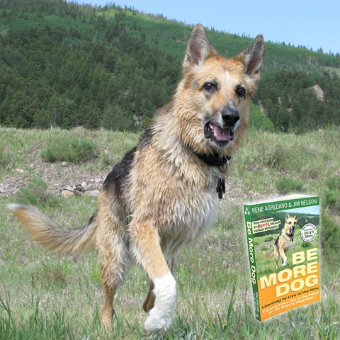bemoredog-sq480
