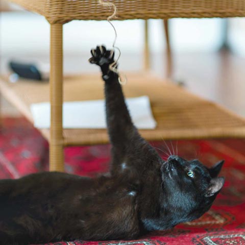 three legged cat three legged cat
