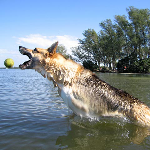 Tripawds CFO Jerry three legged dog