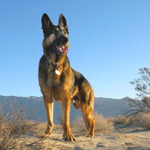 Tripawds CFO II Wyatt Ray three legged dog