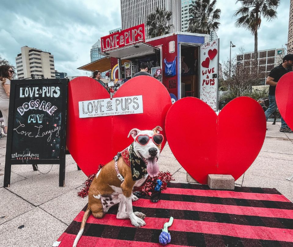 Three legged Terrier Raleigh inspires humane society fans