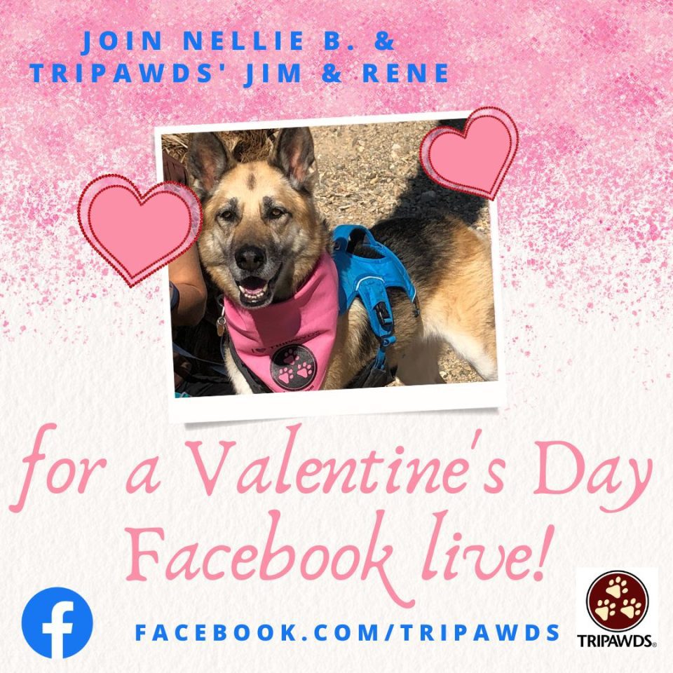 Tripawds Valentines Day Facebook Live