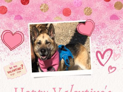 Tripawds Valentines Day Facebook Live with Nellie B