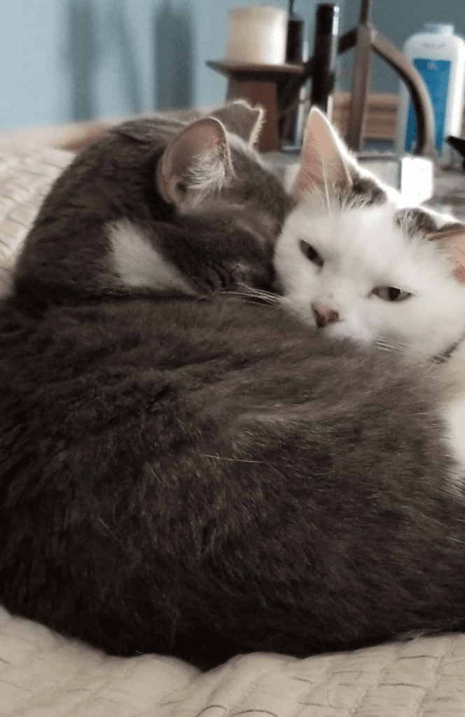 Huckleberry's mom helps new tripawd cats mix with siblings