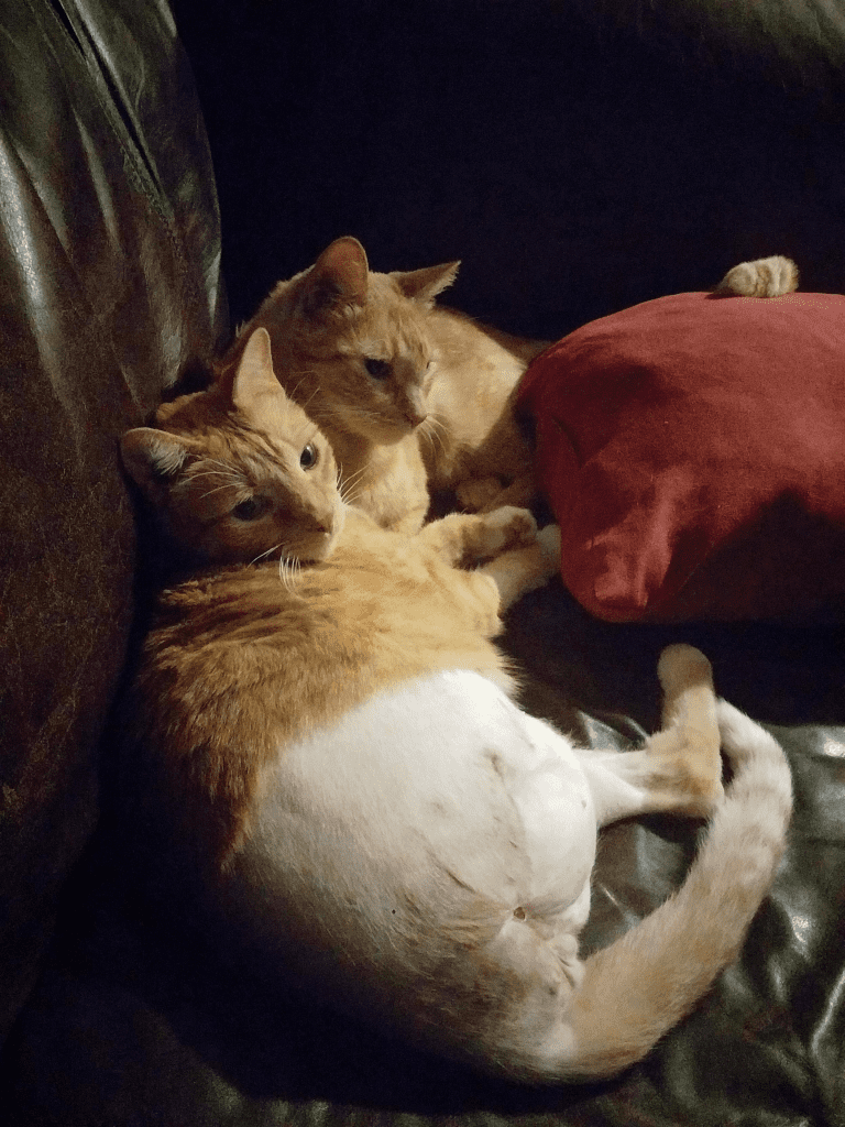 Three-legged Tuxedo and Dazzle snuggle again.