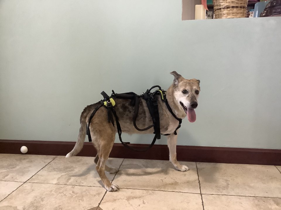 senior amputee dog at rehab therapy