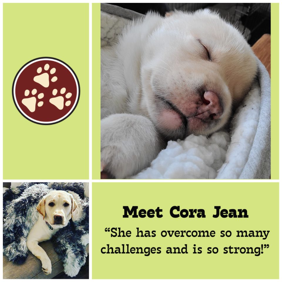 Cora Jean the 3-legged puppy is in the Tripawd Tuesday spotlight!