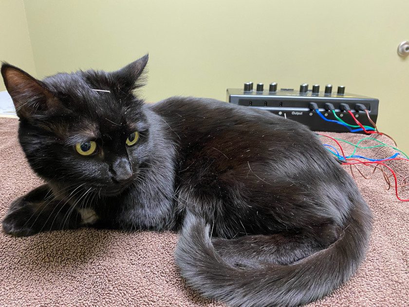 Pixie the cat gets acupuncture therapy.