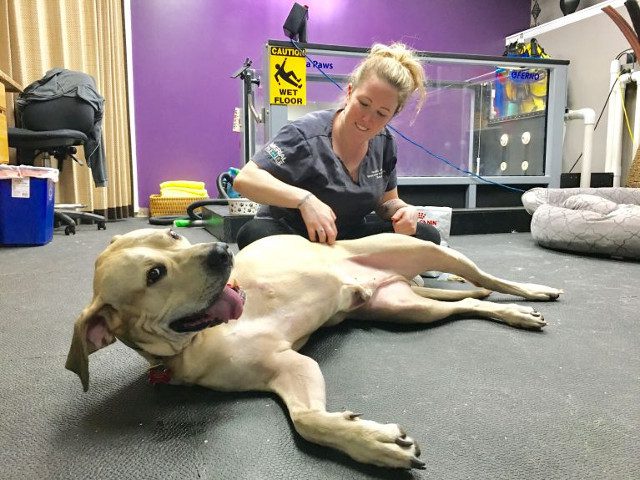 Tripawd Zeus at rehab therapy
