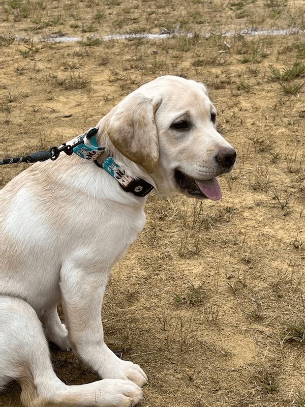 happy Tripawd puppy Cora Jean