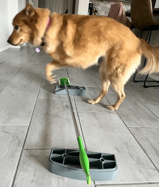 Tripawd rehab exercise story