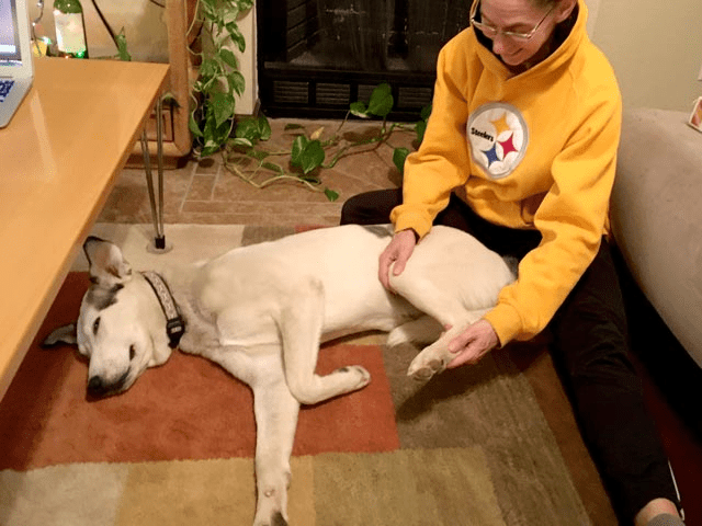 Tripawd home exercise therapy