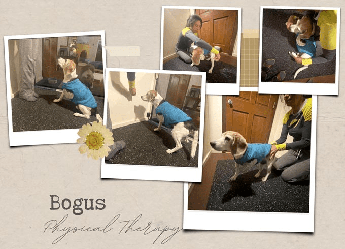 Ace of Paws Tripawd Rehab Therapy patient Bogus