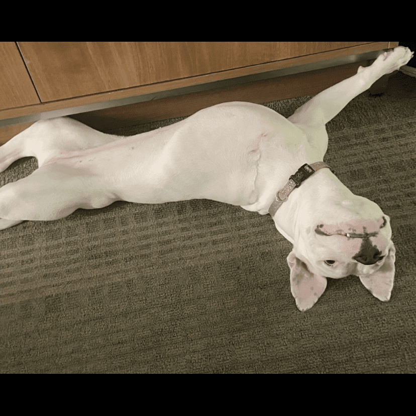 Three legged Pit Phoebe Girl