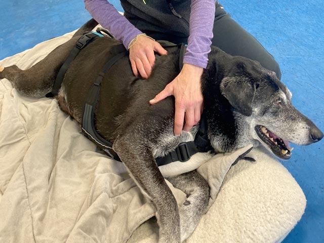 Stretching program for Tripawd Dogs