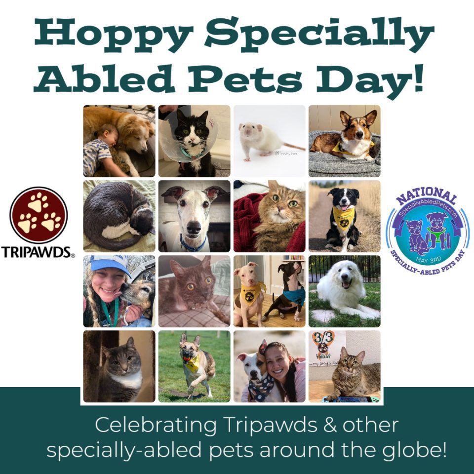 Tripawds celebrates specially-abled pets day 2023
