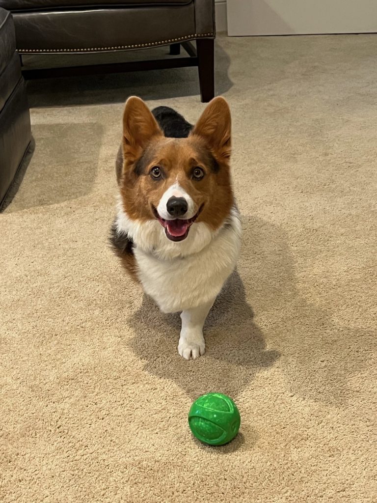 Shadow's hemangiosarcoma story against all odds