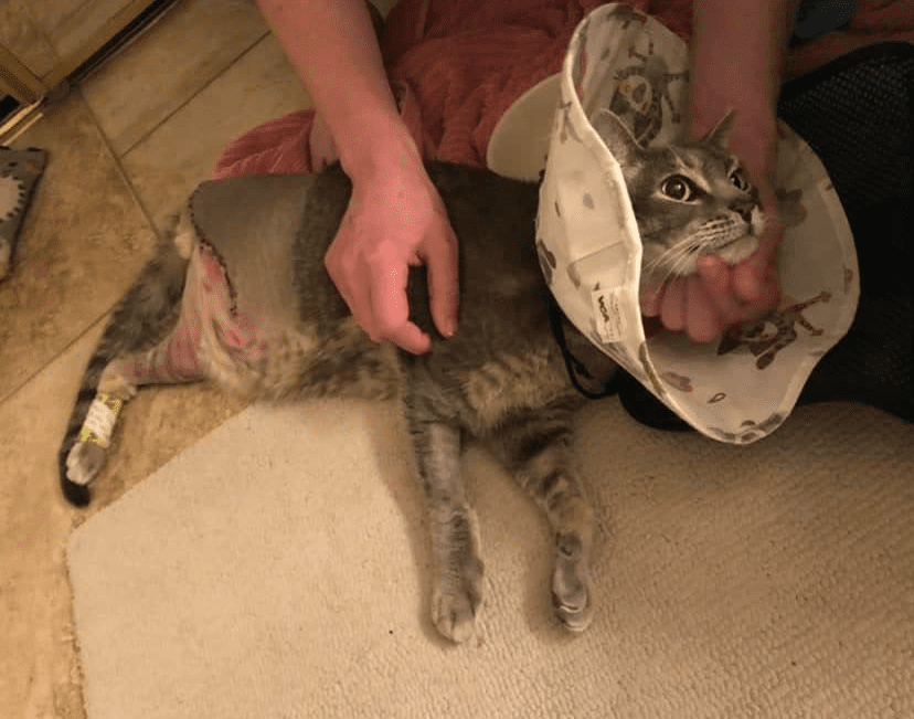Three legged cat Nockmarr is making progress.