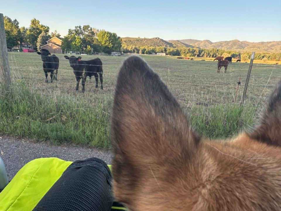 Tripawd spokesdog Nellie and her Booyah Dog Stroller with cows in a field
