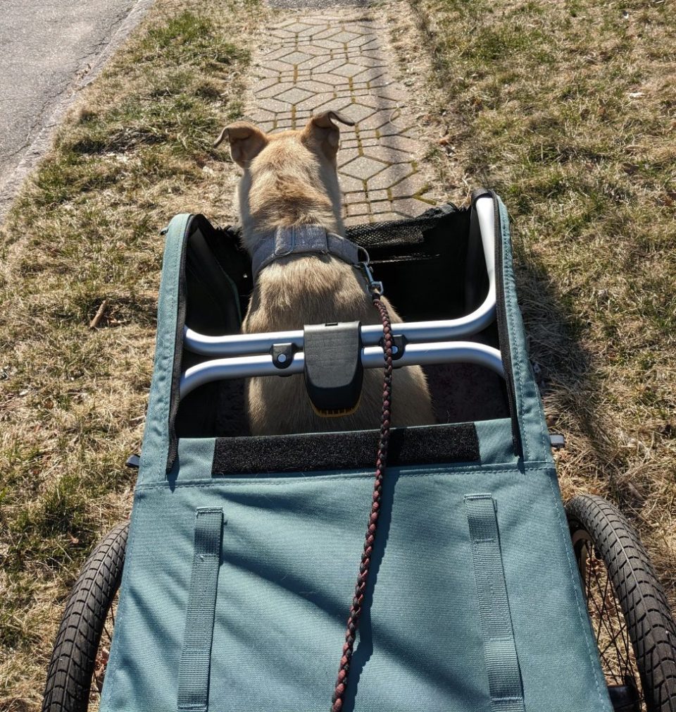 Tripawd in the Burley Bark Ranger Dog Stroller