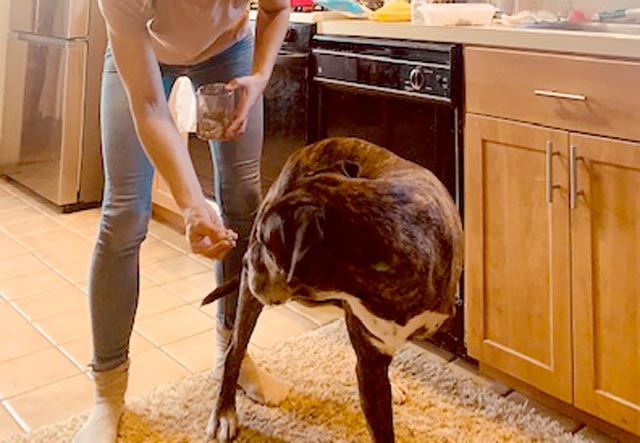 Koko recovers after amputation surgery.