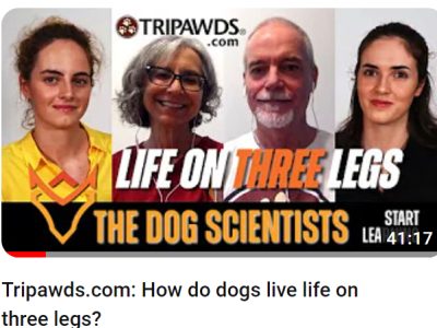 YouTube interview, how do dogs live on three legs?