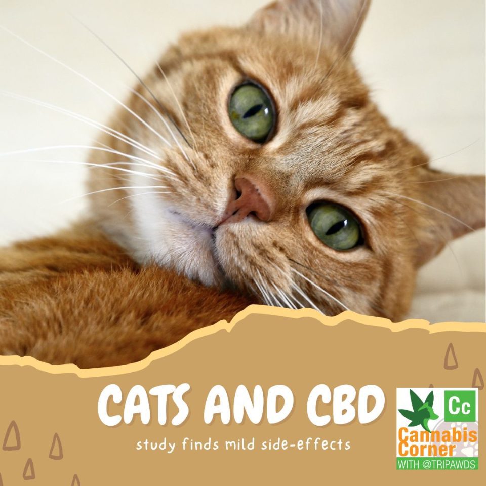 cannabis corner with Tripawds cat study
