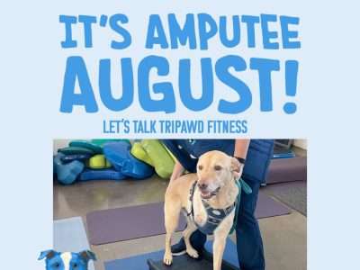 Tripawd expert fitness tips for Amputee August