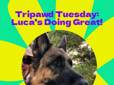 Tripawd Tuesday: Luca's Loving Life on Three Legs