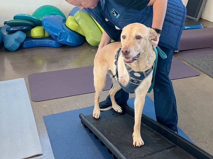 three-legged labrador on fitness equipment