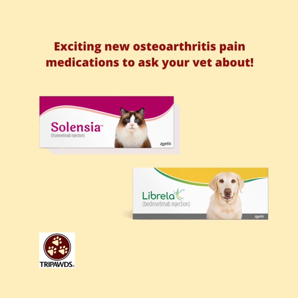Tripawd osteoarthritis pain medication NSAID alternative monoclonal antibody therapy Solensia and Librela