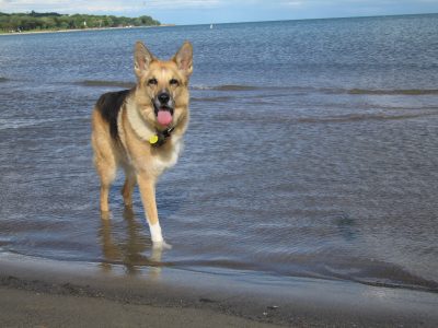 Tripawds Founder Jerry G. Dawg in Ontario Canada