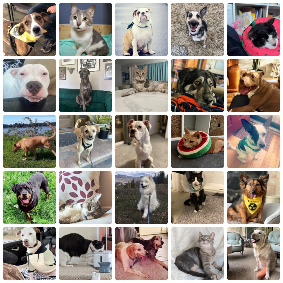 Tripawds 2023 Quality of Life Survey helps three-legged cats and dogs