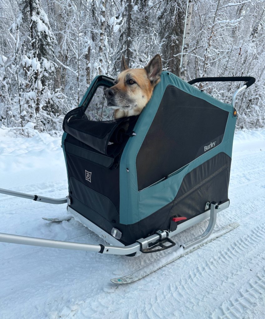 Nellie the honorary three legged dog in stroller with ski kit accessory