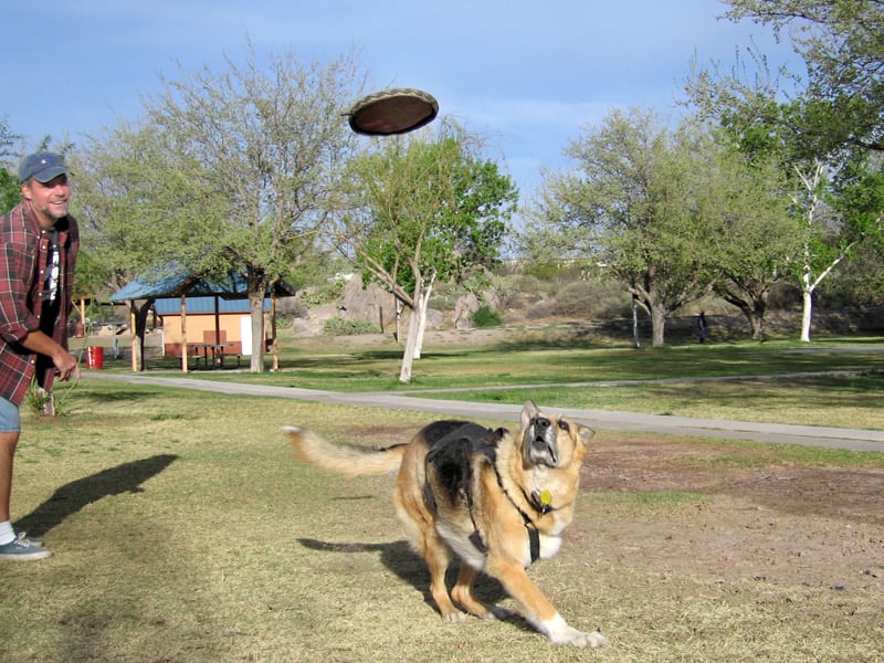 Tripawd, health tips, avoid, injury, strength